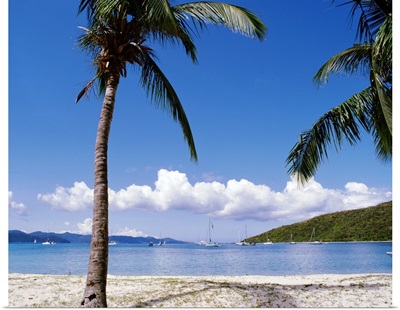 British Virgin Islands, Jost Van Dyke Island, Great Harbour, Palm trees at the seashore