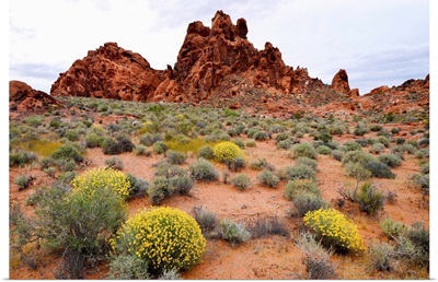 Brittlebush and sandstone formations in a desert, Valley of Fire State Park, Nevada