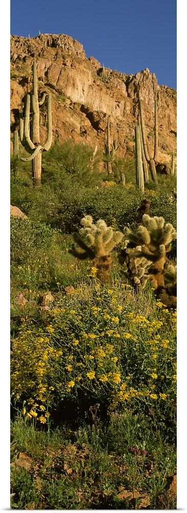 Brittlebushes with mountain in the background, Sonoran Desert, Arizona, USA