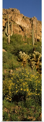 Brittlebushes with mountain in the background, Sonoran Desert, Arizona
