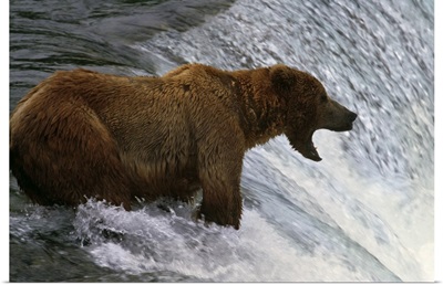 Brown bear at top of waterfall, mouth open to catch fish, Katmai National Park, Alaska