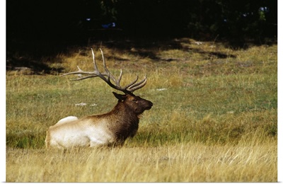 Bull elk lying in meadow, profile, Yellowstone National Park, Wyoming