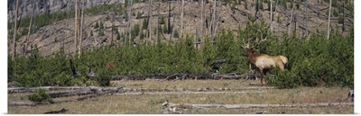 Bull Elk Yellowstone National Park WY