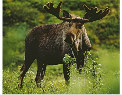 Bull moose, close-up, Denali National Park, Alaska