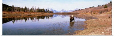 Bull Moose Grand Teton National Park WY