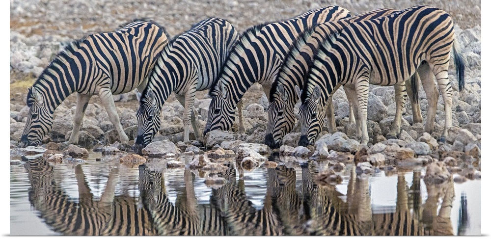 Burchell's Zebras (Equus quagga burchellii) drinking water, Etosha National Park, Namibia