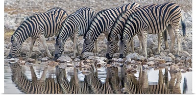Burchell's Zebras drinking water, Etosha National Park, Namibia