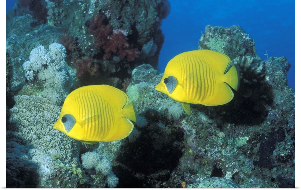 This large picture was taken under water of two yellow fish swimming in front of coral.