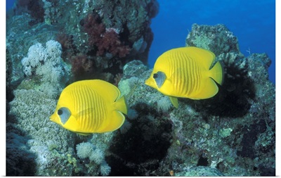 Butterfly Fish Red Sea