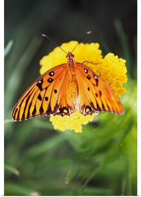 Butterfly On Blooming Flower