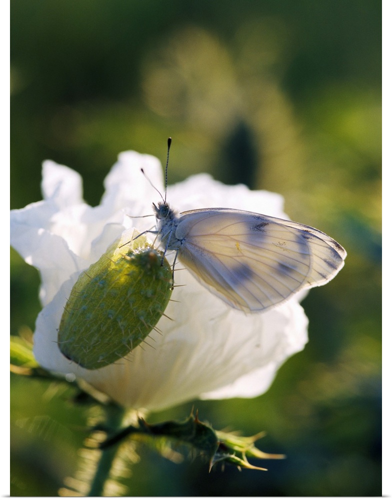 Cabbage Butterfly On Prickly Poppy Seed Pod