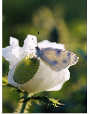 Cabbage Butterfly On Prickly Poppy Seed Pod