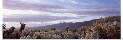 Cacti in a field, Joshua Tree National Park, California