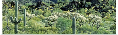 Cacti Organ Pipe National Park AZ