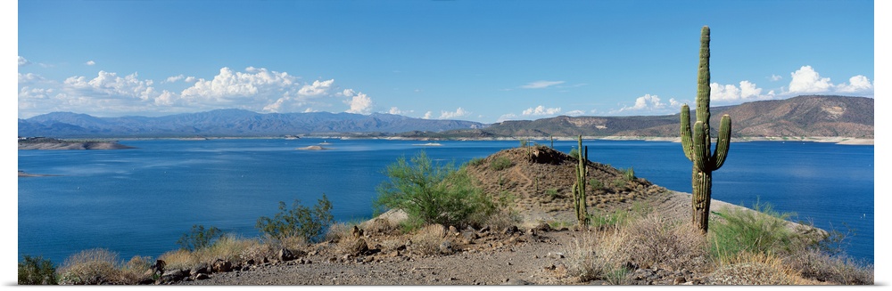 Cactus at the lakeside with a mountain range in the background, Lake Pleasant, Arizona