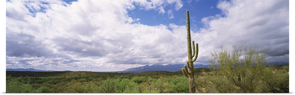 Cactus in desert, probably Arizona