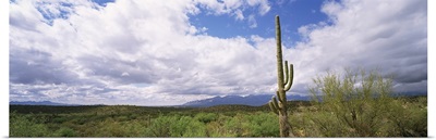 Cactus in a desert, Saguaro National Monument, Tucson, Arizona