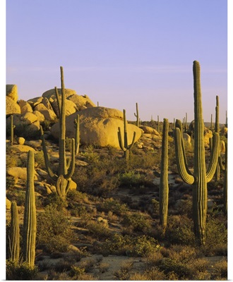Cactus on a landscape, Tonto National Forest, Maricopa County, Arizona