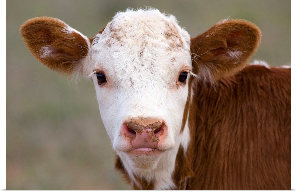 The head of a young cow on a farm facing the camera, creating a symmetrical portrait of his face and ears.