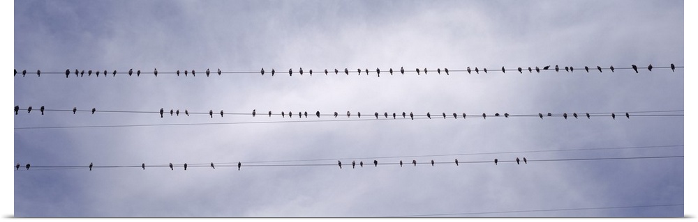 Panoramic photograph of birds on wires with a cloudy background.