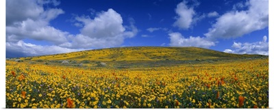California Golden poppies Eschscholzia californica blooming Antelope Valley California Poppy Reserve Antelope Valley California