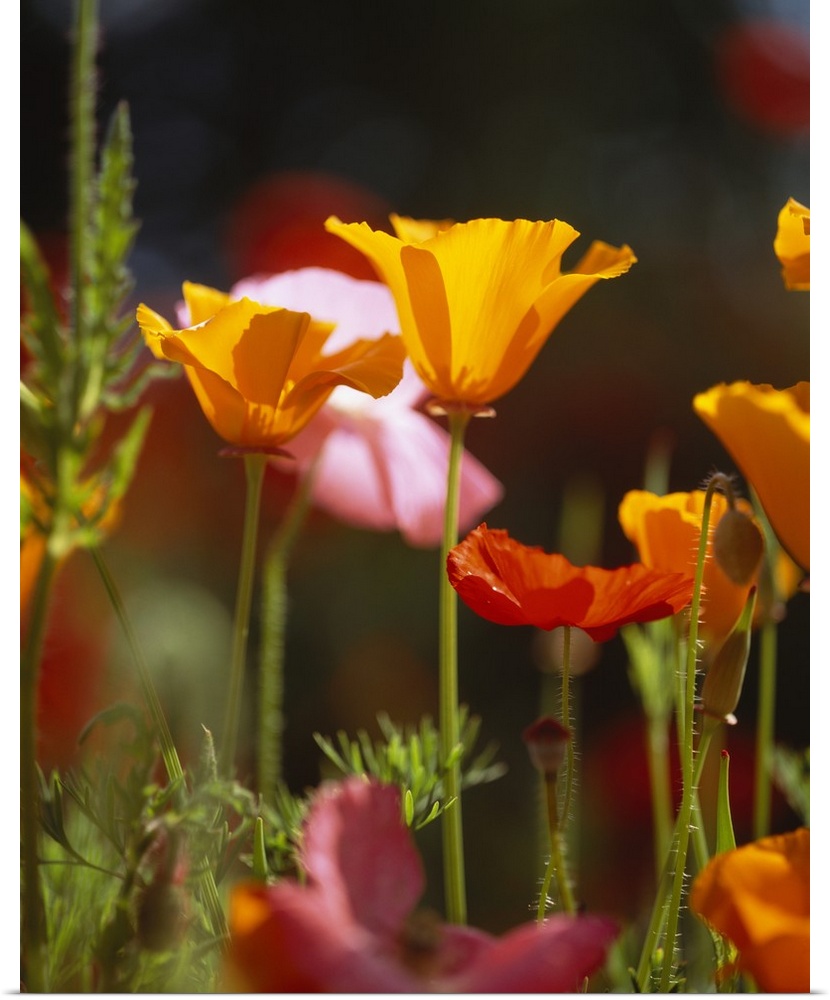 Photograph taken fairly closely of warm toned poppy flowers.