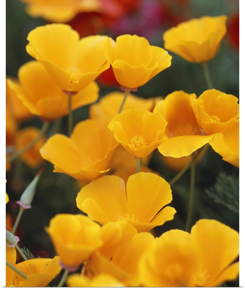 Vertical, close up photograph of a grouping of golden poppies on a slightly blurred background, blooming in a field on Fid...