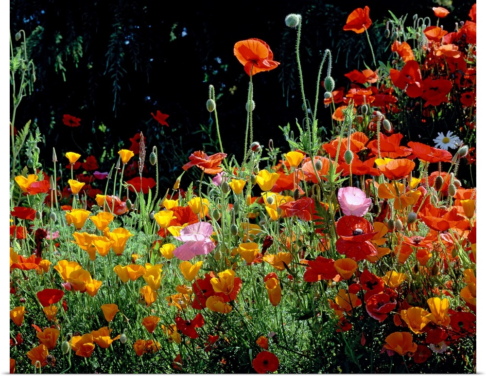 Close up photograph of poppies growing on the west coast.