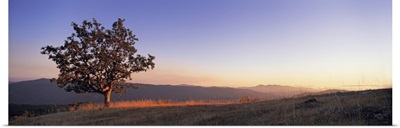 California, Humboldt Country, View of a lone Oak tree at dusk