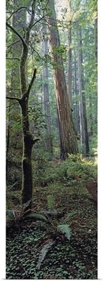 California, Humboldt County, Redwood State Park, Close-up of tree trunks