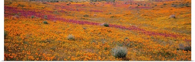 California, Mojave Desert, Poppy Reserve, View of blossoms in Antelope Valley