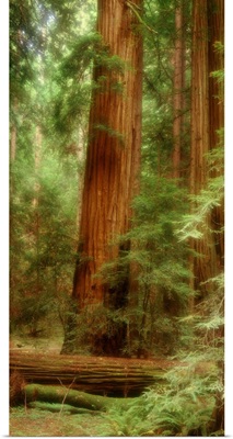 California, Muir Woods, redwood trees