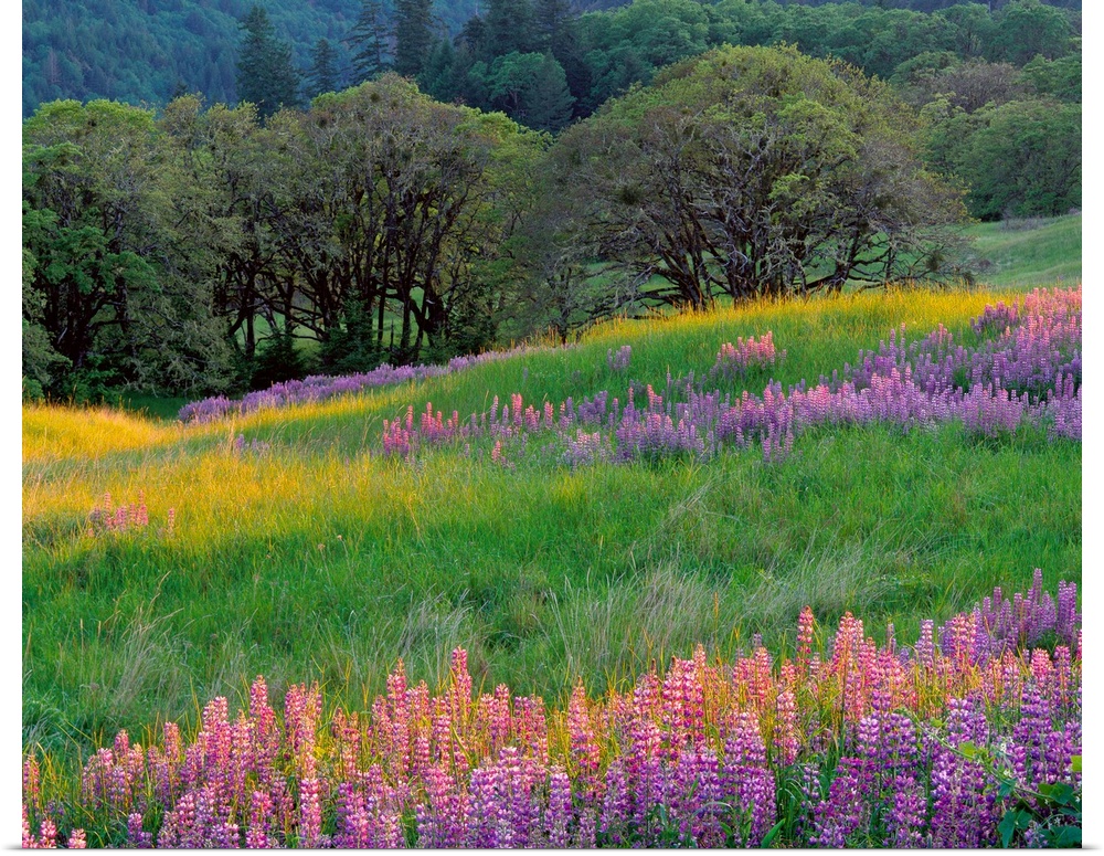 Horizontal, large photograph of a grassy filed full of lupine flowers and oak trees.  A tree covered hillside sits in the ...