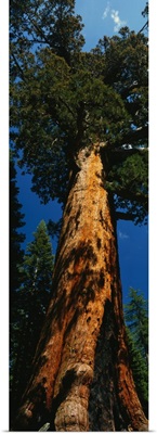 California, redwood, Grizzly Giant