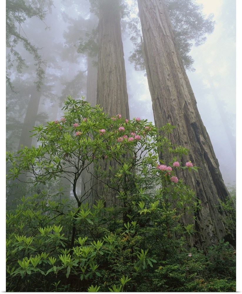 The trunks of redwood trees are photographed with thick foliage growing in front of them. A layer of fog is pictured behin...