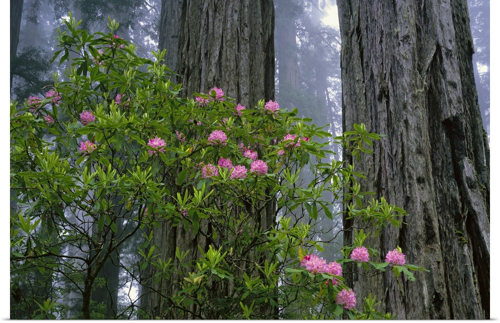 The trunks of redwood trees are photographed with a small bush of pink flowers just in front of them.