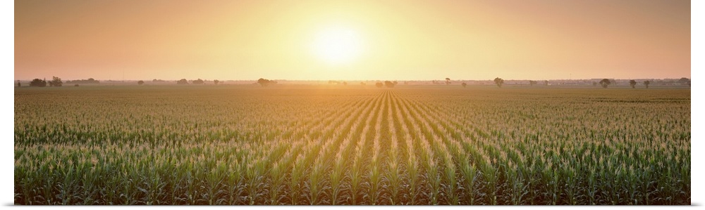 A panoramic photograph of farmland filled with corn growing in straight rows.