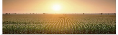California, Sacramento County, View of the corn field during sunrise