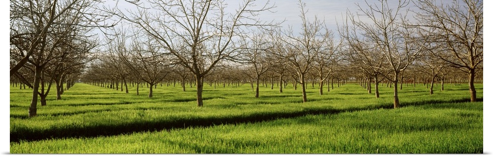 California, San Joaquin, orchard