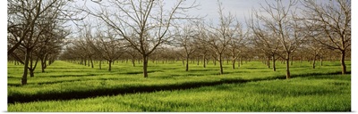 California, San Joaquin, orchard