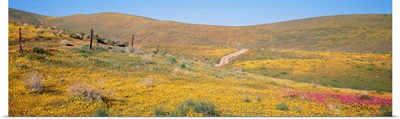 California, View of a road running through fields