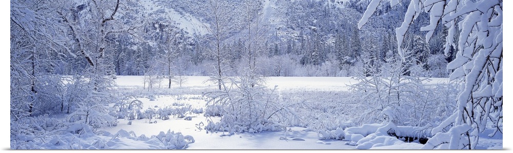 Panoramic photograph taken of snow covered land and trees inside a national park.