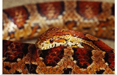 Calilfornia Corn Snake (Elaphe Guttata)