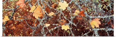 Canada, British Columbia, Close-up of Maple Leaves