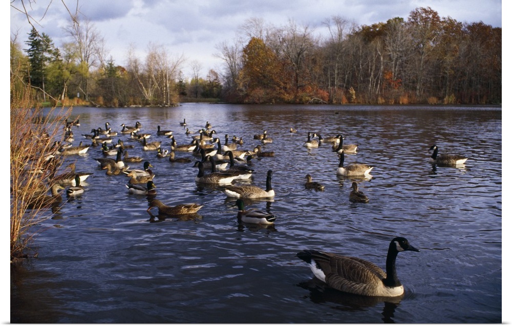 Canada geese (Branta canadensis) and mallard ducks (Anas platyrhynchos) swimming on pond, New York