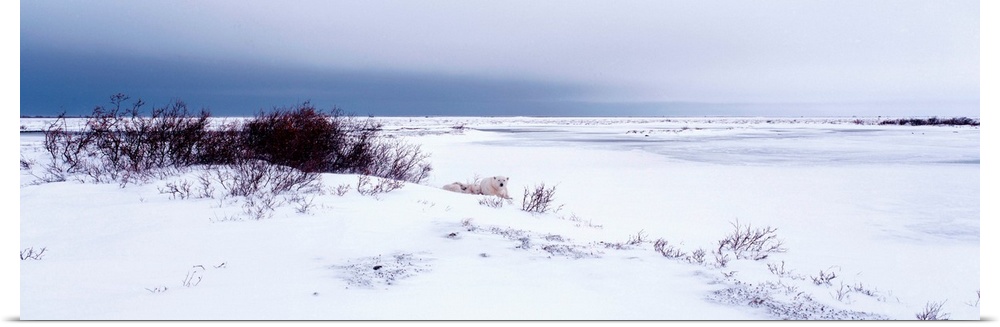 Canada, Manitoba, View of resting Polar Bears in the snow