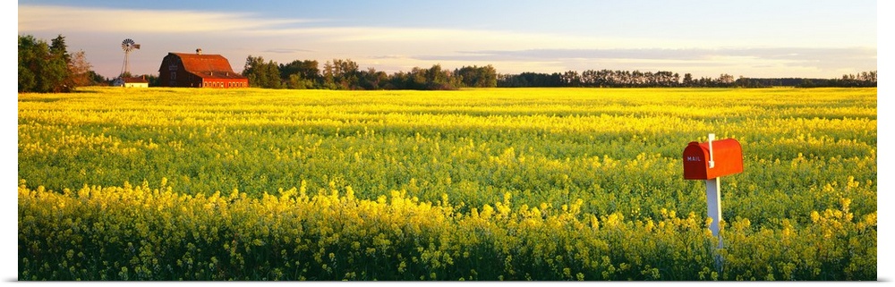 Panoramic photograph of a golden canola field with a mailbox in the foreground, a barn, windmill and tree line on the dist...