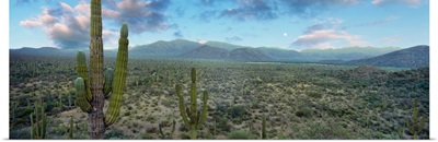 Cardon cactus in Forest just north of Mulege, Baja California Sur, Mexico