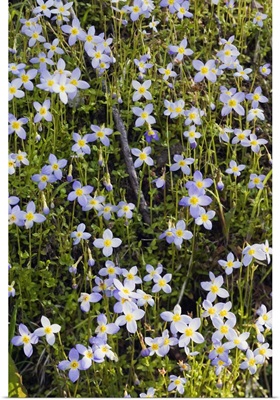 Carpet of bluet flowers (Houstonia caerulea) in bloom, North Carolina
