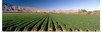 Carrot crops in a field, Indio, Coachella Valley, Riverside County, California,